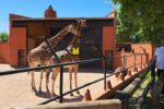VISITA AL ZOO DE CÓRDOBA POR LOS ALUMNOS DE 1º DE ESO.
